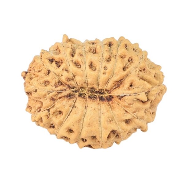 14 Mukhi Rudraksha 17mm 1.12gm - Rudraksha back