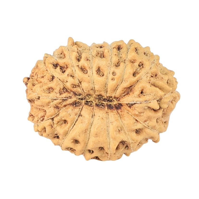14 Mukhi Rudraksha 17mm 1.12gm - Rudraksha back