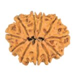 11 Mukhi Rudraksha 32.9mm 6gm - Rudraksha back
