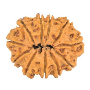11 Mukhi Rudraksha 32.9mm 6gm - Rudraksha back