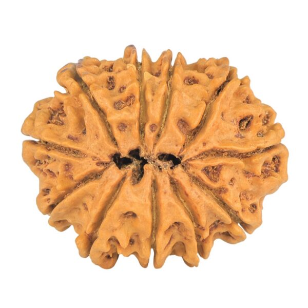 11 Mukhi Rudraksha 32.9mm 6gm - Rudraksha back