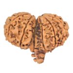 12 Mukhi Mini Trijuti 36.9mm 6.6gm - Rudraksha back