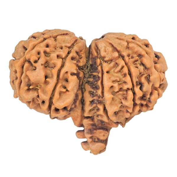 12 Mukhi Mini Trijuti 36.9mm 6.6gm - Rudraksha back