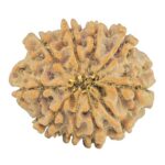 10 Mukhi Rudraksha 24.8mm 4gm - Origin: Nepal - Rudraksha back