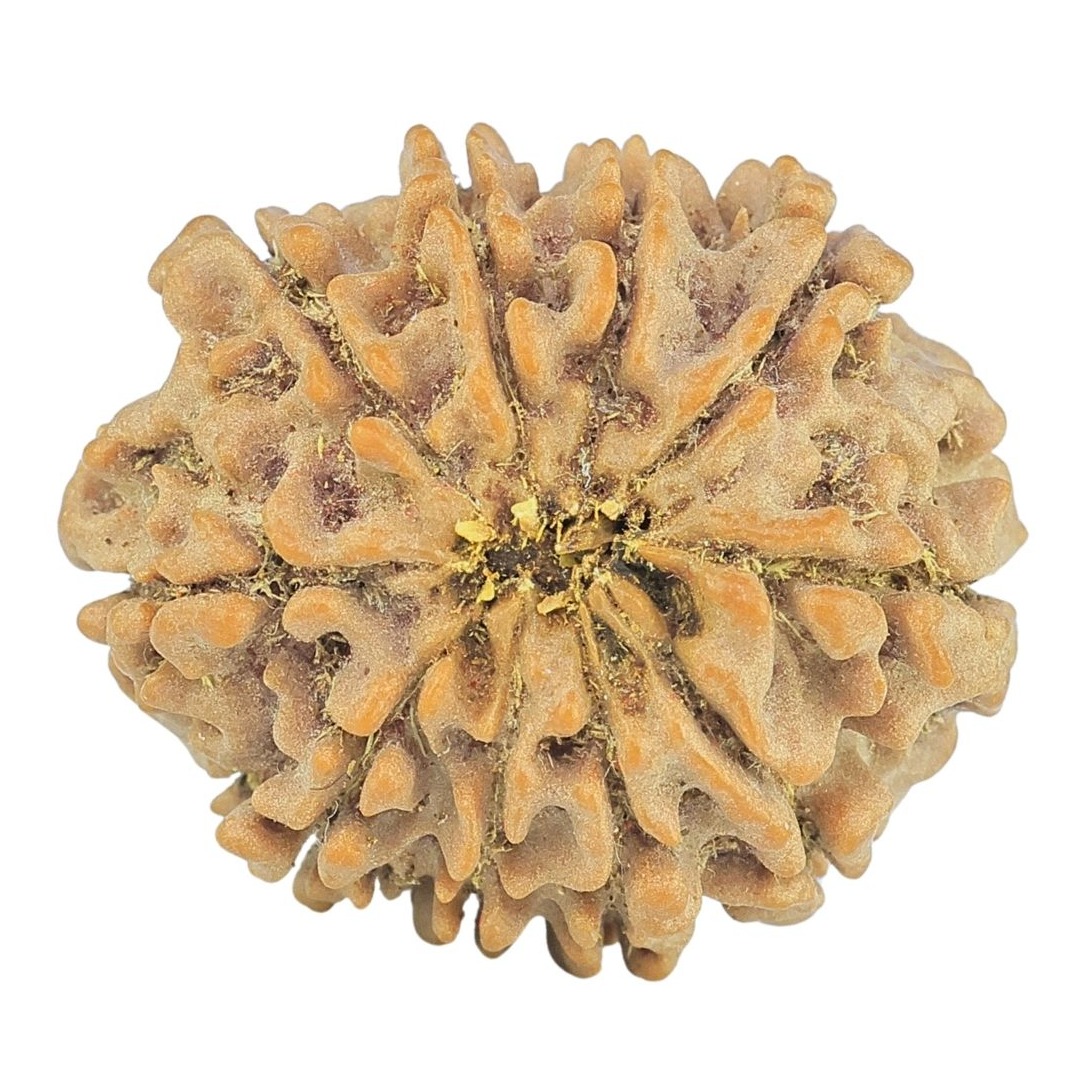 10 Mukhi Rudraksha 24.8mm 4gm - Origin: Nepal - Rudraksha back