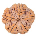 5 Mukhi Rudraksha 30mm 8.08gm - Rudraksha back