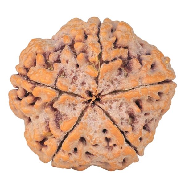 5 Mukhi Rudraksha 30mm 8.08gm - Rudraksha back
