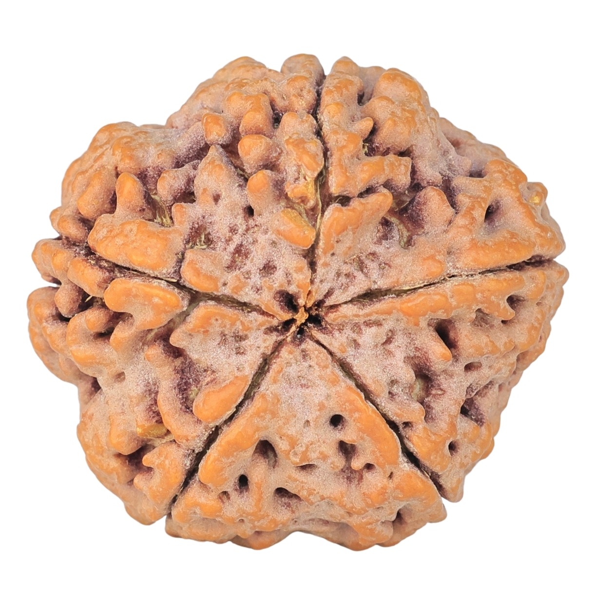 5 Mukhi Rudraksha 30mm 8.08gm - Rudraksha back