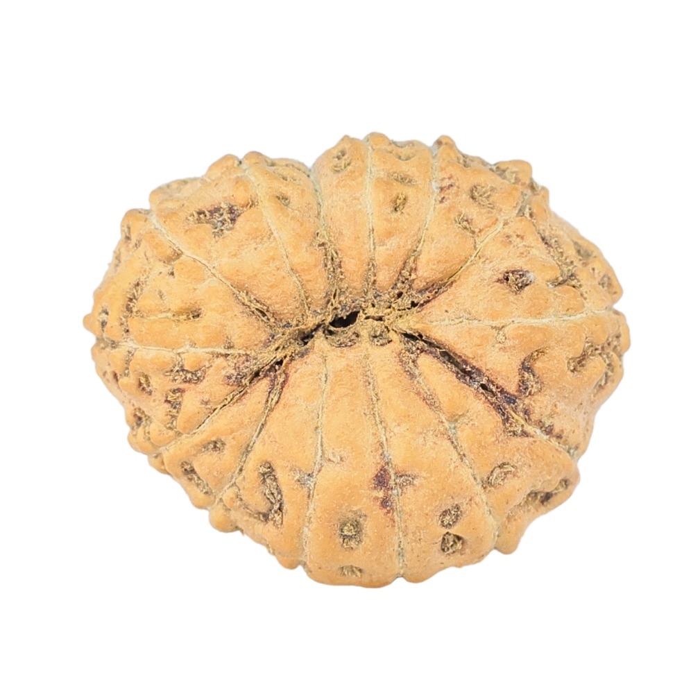 14 Mukhi Rudraksha 19.1mm 1.56gm - Rudraksha back