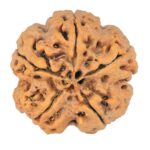 5 Mukhi Rudraksha 29mm 8.16gm - Rudraksha back