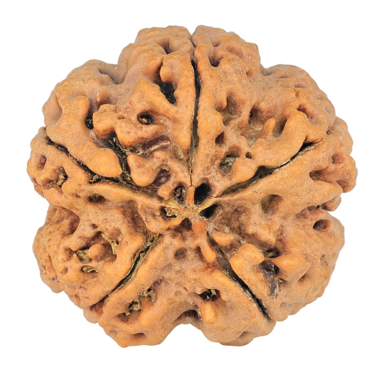 5 Mukhi Rudraksha 29mm 8.16gm - Rudraksha back