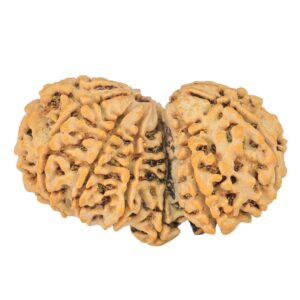 13 Mukhi Mini Trijuti 39.1mm 7.22gm - Rudraksha back