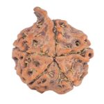 5 Mukhi Ganesh 20.8mm 2.34gm - Rudraksha back
