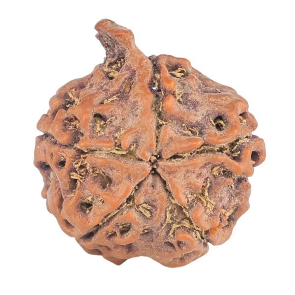 5 Mukhi Ganesh 20.8mm 2.34gm - Rudraksha back
