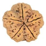 5 Mukhi Rudraksha 30mm 7.36gm - Rudraksha back