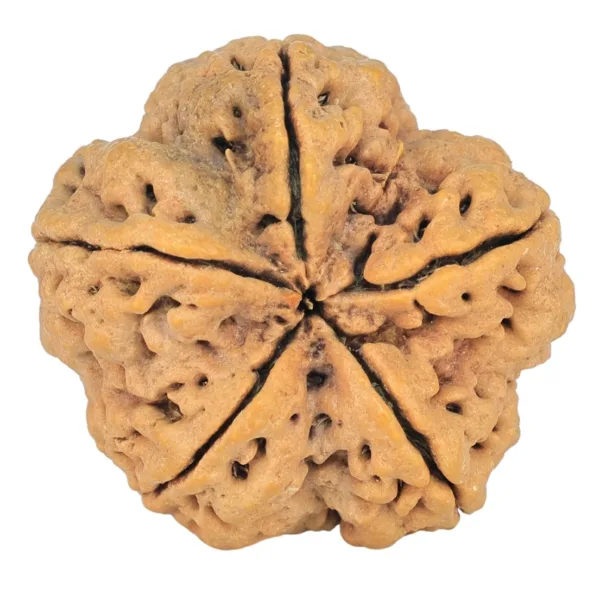 5 Mukhi Rudraksha 30mm 7.36gm - Rudraksha back