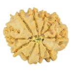 10 Mukhi Rudraksha 21.3mm 2.77gm - Rudraksha back