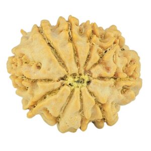 10 Mukhi Rudraksha 21.3mm 2.77gm - Rudraksha back
