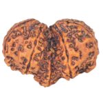 11 Mukhi Mini Trijuti 32.3mm 4.89gm - Rudraksha back