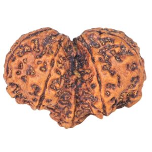 11 Mukhi Mini Trijuti 32.3mm 4.89gm - Rudraksha back