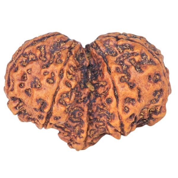 11 Mukhi Mini Trijuti 32.3mm 4.89gm - Rudraksha back