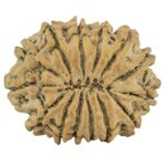 14 Mukhi Rudraksha 26.8mm 4.26gm - Rudraksha back