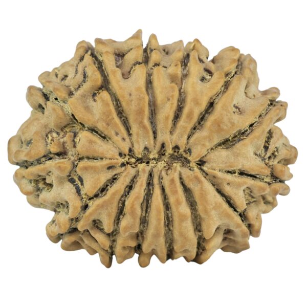 14 Mukhi Rudraksha 26.8mm 4.26gm - Rudraksha back