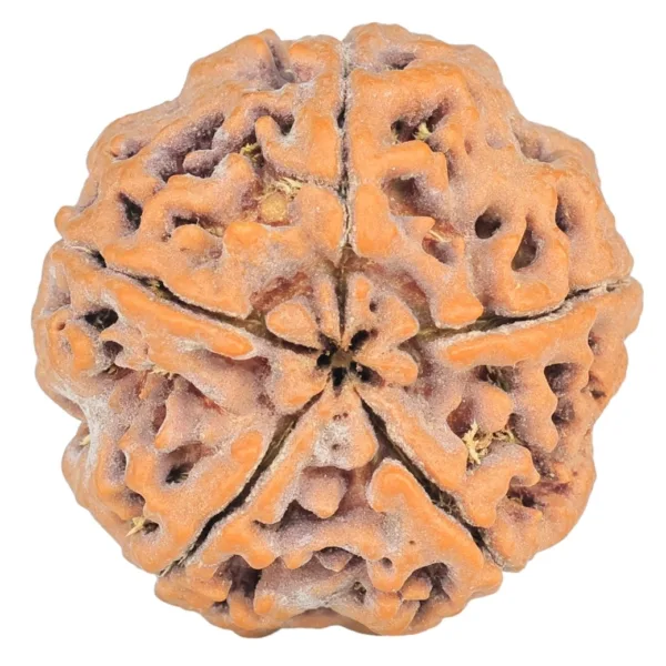 5 Mukhi Rudraksha 29.6mm 8.93gm - Rudraksha back