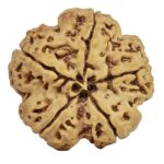 5 Mukhi Rudraksha 30.2mm 6.7gm - Rudraksha back
