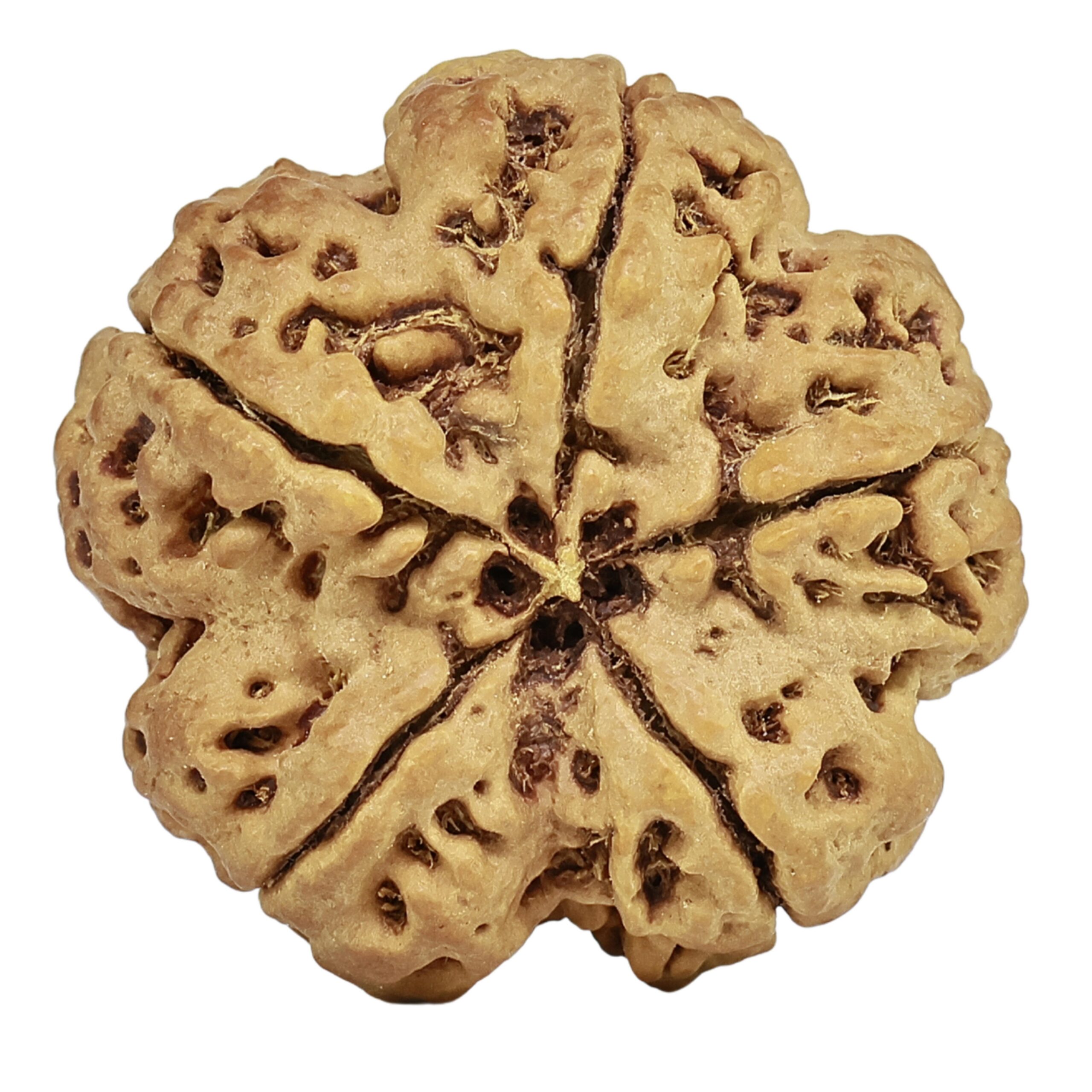 5 Mukhi Rudraksha 30.2mm 6.7gm - Rudraksha back