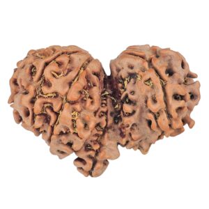 10 Mukhi Mini Trijuti 32.8mm 4.55gm - Rudraksha back