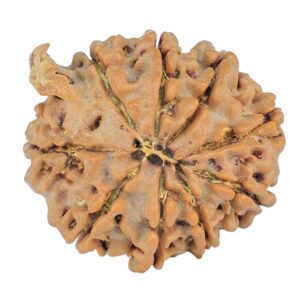 9 Mukhi Ganesh 22.3mm 3.64gm - Rudraksha back