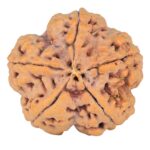 5 Mukhi Rudraksha 29.5mm 9.34gm - Rudraksha back
