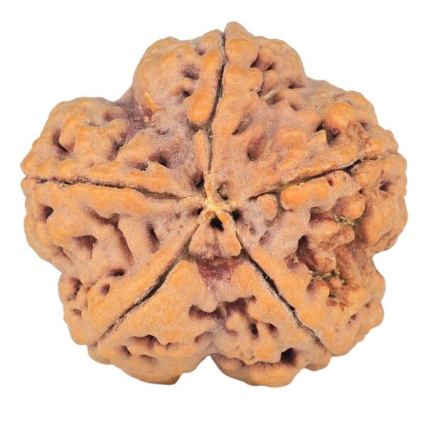 5 Mukhi Rudraksha 29.5mm 9.34gm - Rudraksha back