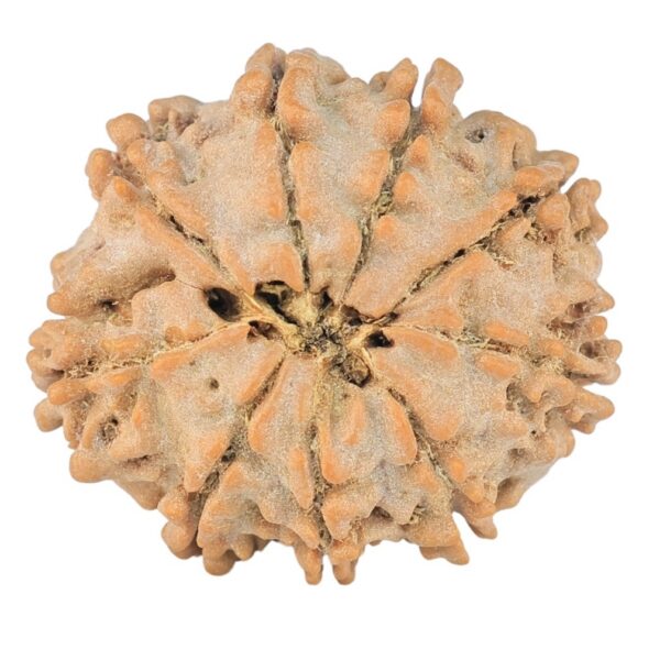 9 Mukhi Rudraksha 22.7mm 3.26gm - Rudraksha back