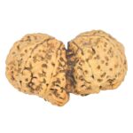 10 Mk Gaurishankar 44.6mm 8.32gm - Rudraksha back