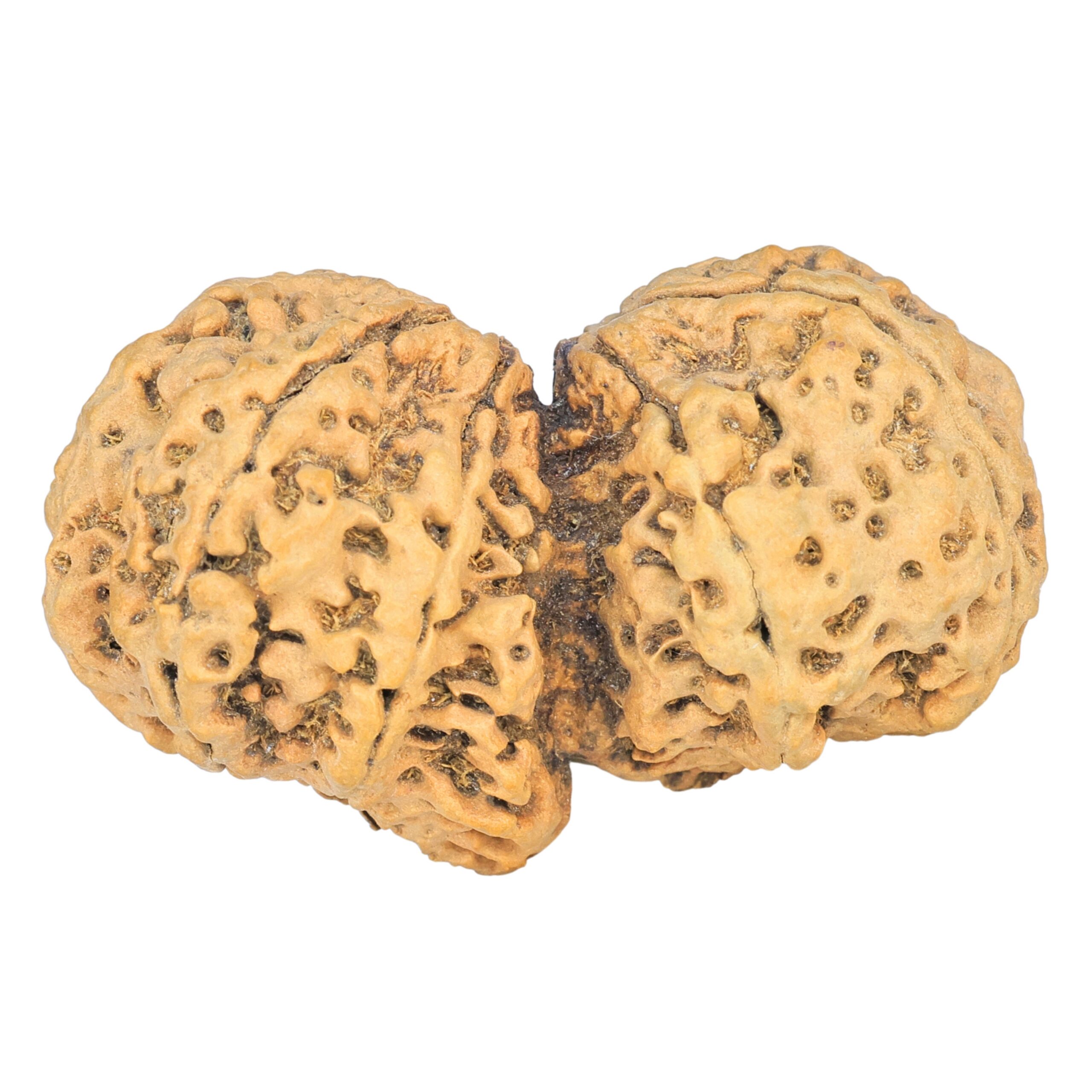 10 Mk Gaurishankar 44.6mm 8.32gm - Rudraksha back