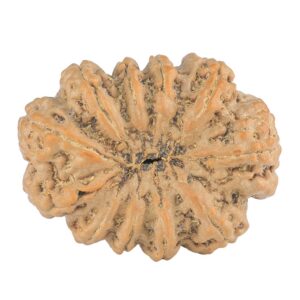 11 Mukhi Rudraksha 30.4mm 6.19gm - Rudraksha back