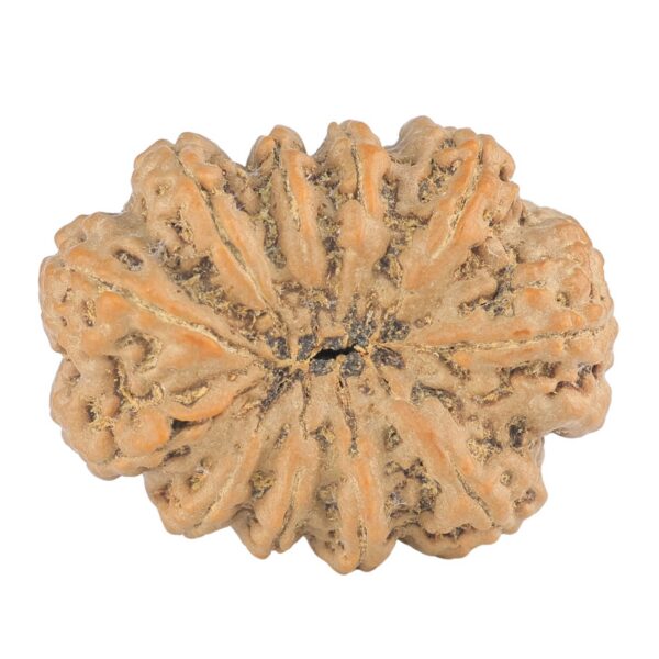 11 Mukhi Rudraksha 30.4mm 6.19gm - Rudraksha back