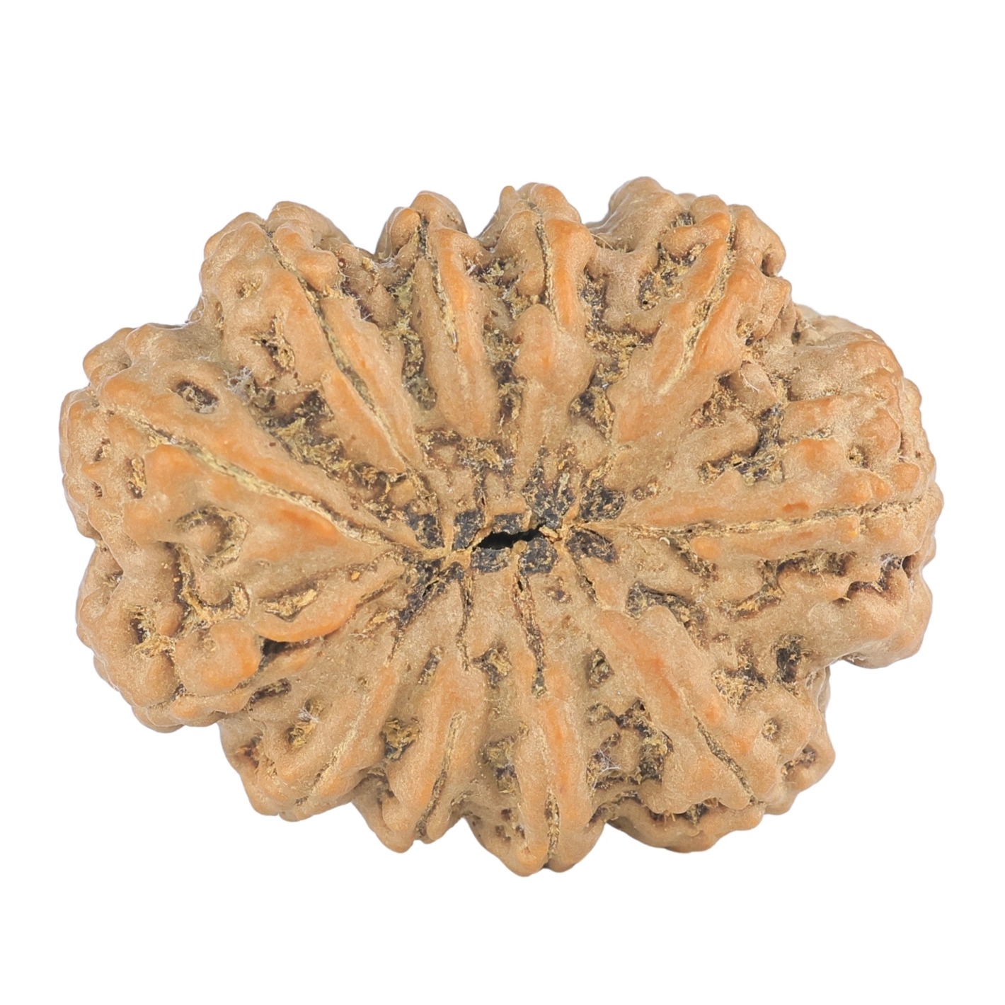 11 Mukhi Rudraksha 30.4mm 6.19gm - Rudraksha back