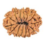 14 Mukhi Rudraksha 24.4mm 2.69gm - Rudraksha back