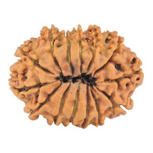 14 Mukhi Rudraksha 24.4mm 2.69gm - Rudraksha back