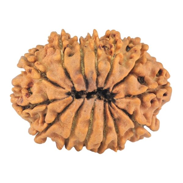 14 Mukhi Rudraksha 24.4mm 2.69gm - Rudraksha back