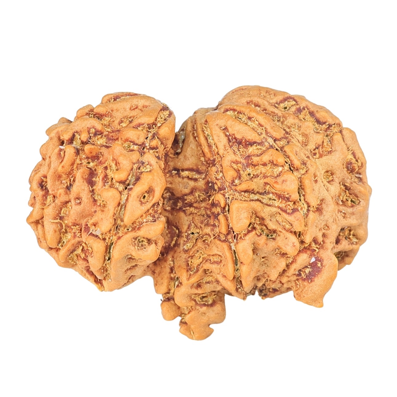9 Mukhi Mini Trijuti 32mm 5gm - Rudraksha back