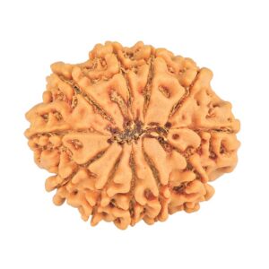 11 Mukhi Rudraksha 26.9mm 4.6gm - Rudraksha back