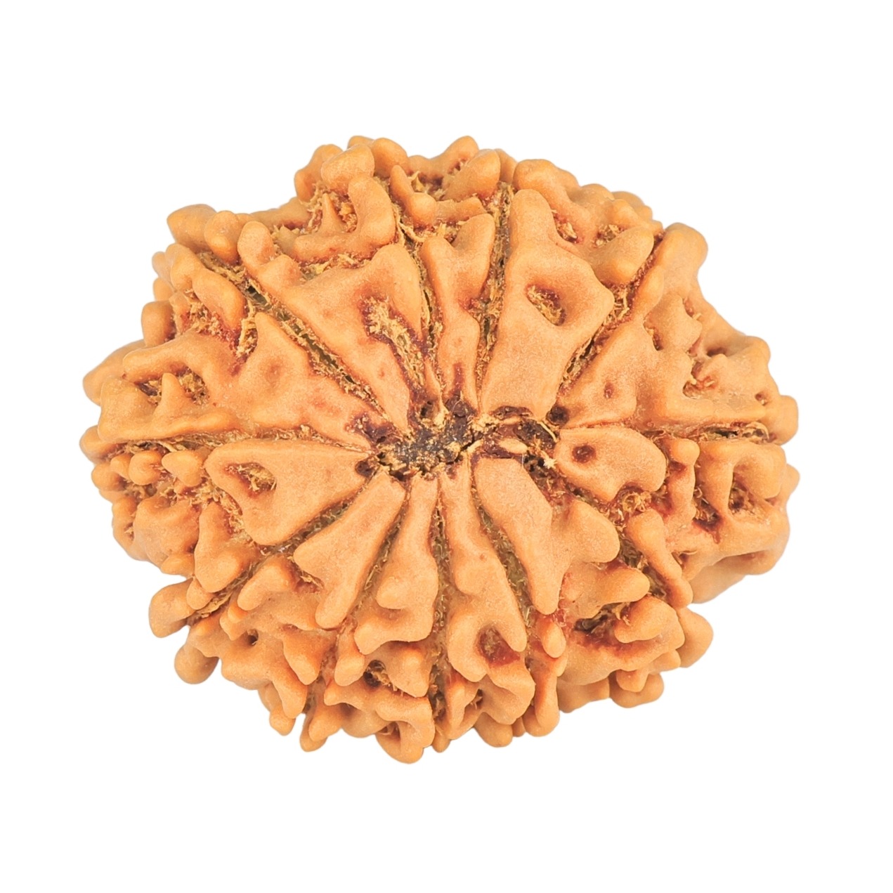 11 Mukhi Rudraksha 26.9mm 4.6gm - Rudraksha back