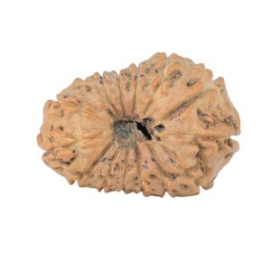 14 Mukhi Rudraksha 23.8mm 2.31gm - Rudraksha back