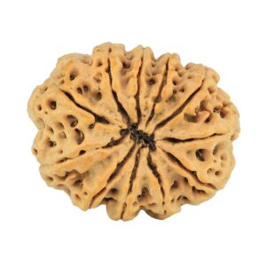 11 Mukhi Rudraksha 28.2mm 5.84gm - Rudraksha back