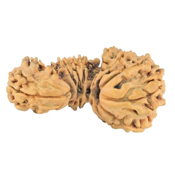 15 Mukhi Trijuti 31.8mm 2.35gm - Rudraksha back