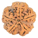 5 Mukhi Rudraksha 29.4mm 8.28gm - Rudraksha back